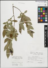 Foto von Salix pentandra L.